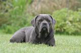CANE CORSO 1316